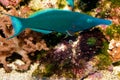 Bird Wrasse Royalty Free Stock Photo