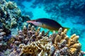 Bird Wrasse - Gomphosus caeruleus klunzingeri swimming in Red sea near corals