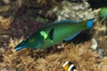 BIRD WRASSE gomphosus varius, ADULT