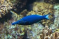 Bird wrasse (Gomphosus varius). Royalty Free Stock Photo