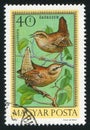 Bird Wrens