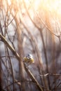 Bird & x28;blue tit& x29; is sitting on a tree branch in the winter