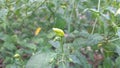 Bird's Eye Chili Tree Royalty Free Stock Photo
