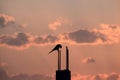 Bird's head heading down, bird silhouette, crystal clouds.