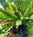Bird's nest fern or Asplenium Nidus  growing on a tree trunk with spores on the underside of it's leaves Royalty Free Stock Photo