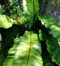 Bird's nest fern or Asplenium nidus growing on tree trunk Royalty Free Stock Photo