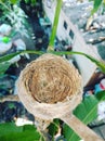 Bird nest Royalty Free Stock Photo