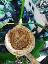 Bird nest Royalty Free Stock Photo