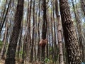 bird's nest in a pine tree. Pine forest in Mount Merbabu National Park, Central Java, Indonesia Royalty Free Stock Photo