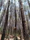 bird's nest in a pine tree. Pine forest in Mount Merbabu National Park, Central Java, Indonesia Royalty Free Stock Photo