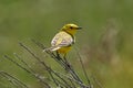 Bird - Yellow-backed Wagtail Motacilla lutea sitting on a branch of a bush sunny spring morning.