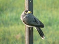 Bird with yellow black eye and yellow beak, on the side of a rusty iron bar. Feather grey, black, Royalty Free Stock Photo