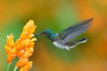 Bird with yellow bloom. White-necked Jacobin, Florisuga mellivora, blue and white little bird hummingbird flying next to beautiful Royalty Free Stock Photo