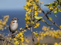 Bird on the yellow blossom