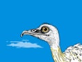 A Bird With Yellow Eyes And A Blue Sky - Ostrich head close up