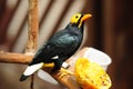 Bird --- yellow-faced Mynah Royalty Free Stock Photo