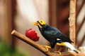 Bird --- yellow-faced Mynah