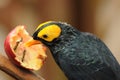 Bird --- yellow-faced Mynah Royalty Free Stock Photo