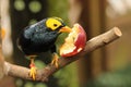 Bird --- yellow-faced Mynah Royalty Free Stock Photo