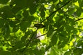 bird with yellow feathers, titmouse, tomtit, chickadee sits among the tree branches, crowns of trees