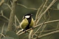 A bird, a yellow tit sat on branches