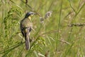 Bird the yellow Wagtail sings among the flowers on a Sunny meadow in the summer. Royalty Free Stock Photo