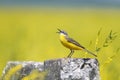 bird the yellow Wagtail sings among the flowers on a Sunny meadow in the summer Royalty Free Stock Photo