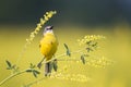 Bird the yellow Wagtail sings among the flowers on a Sunny meadow in the summer Royalty Free Stock Photo