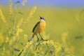 Bird the yellow Wagtail sings among the flowers on a Sunny meadow in the summer Royalty Free Stock Photo