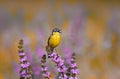 Bird the yellow Wagtail sings on a meadow in summer day Royalty Free Stock Photo