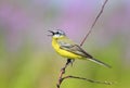 Bird is the yellow Wagtail sings while sitting on a Sunny bright Royalty Free Stock Photo