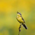 bird is the yellow Wagtail sings on a summer solar mead Royalty Free Stock Photo