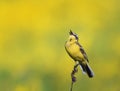Bird is the yellow Wagtail sings on a summer solar meadow Royalty Free Stock Photo