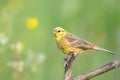 Bird - yellowhammer Emberiza citrinella on the branch amazing warm light sundown