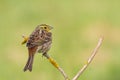 Bird - yellowhammer Emberiza citrinella on the branch amazing warm light sundown