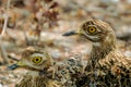 Bird with yellows eyes