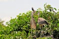 Bird, young great blue heron birds in nest Royalty Free Stock Photo
