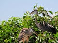 Bird, young great blue heron birds in wetland Royalty Free Stock Photo