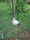 Bird zoo standingbird swan jungle nature