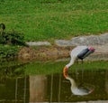 Bird reflection in the water