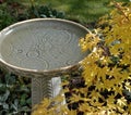 Birdbath and Maple