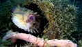 Birdbeak burrfish Cyclichthys orbicularis hiding in hole Lembeh strait