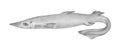Birdbeak dogfish. Hand drawn black pencil realistic illustration
