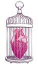 Birdcage with anatomical heart.
