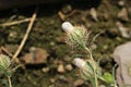 `Birdcage Thistle` flower - Atractylis Cancellata