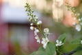 Birdcherry blossoms, beautiful natural background bokeh, spring season.