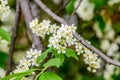 Birdcherry blossoms, beautiful natural background, spring season. Royalty Free Stock Photo