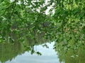 Birdcherry over a mountain river.