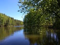 Birdcherry over a mountain river.