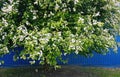 Birdcherry tree blooming